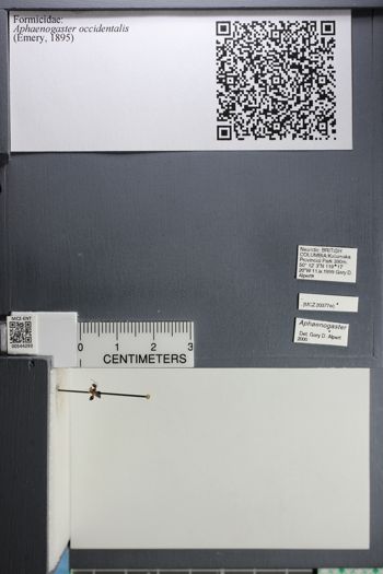 Media type: image;   Entomology 544293